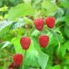 Raspberry 'Malling Promise' 3 Raspberry 'Malling Promise' -Garden Plant Store pl2000040489