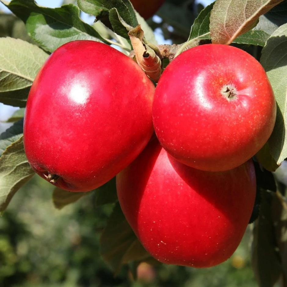 apple 'Katy' Apple 'Katy' -Garden Plant Store pl2000040752