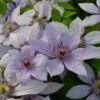 Clematis Bernadine ('Evipo 061') (PBR) (Boulevard Series) -Garden Plant Store pl2000041156