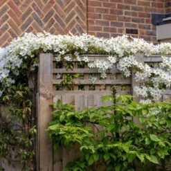 Clematis × Cartmanii 'Avalanche' (PBR) -Garden Plant Store pl2000041160 card4 lg