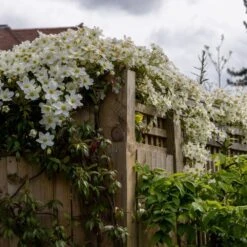 Clematis × Cartmanii 'Avalanche' (PBR) -Garden Plant Store pl2000041160 card5 lg