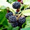 Blackberry 'Merton Thornless' 1 Blackberry 'Merton Thornless' -Garden Plant Store pl2000041317