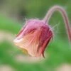 Geum Rivale -Garden Plant Store pl2000041318