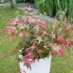 Acer Palmatum 'Beni-maiko' -Garden Plant Store pl2000041404 card3 lg