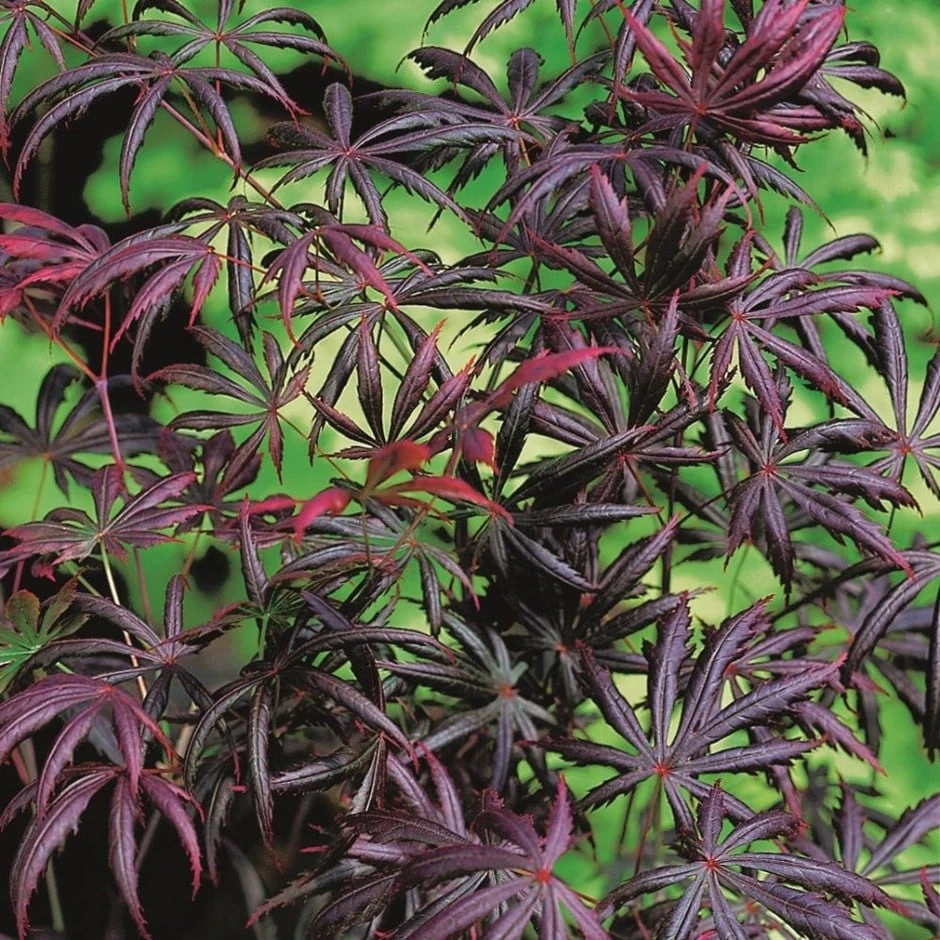 Acer palmatum 'Trompenburg' Acer Palmatum 'Trompenburg' -Garden Plant Store pl2000041405