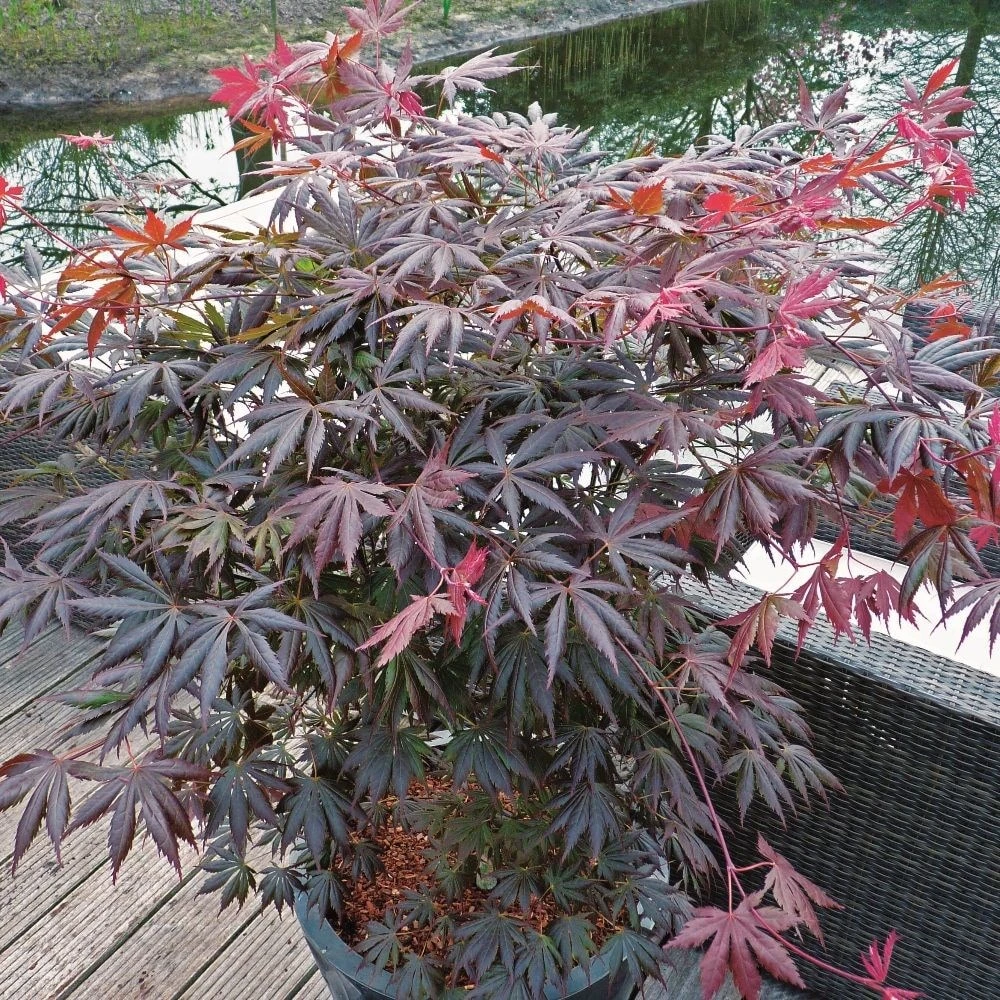 Acer palmatum 'Trompenburg' Acer Palmatum 'Trompenburg' -Garden Plant Store pl2000041405 card2 lg