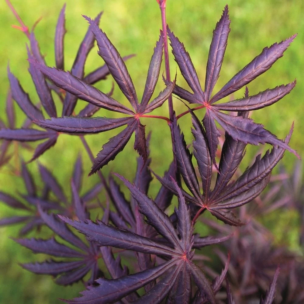 Acer palmatum 'Trompenburg' Acer Palmatum 'Trompenburg' -Garden Plant Store pl2000041405 card3 lg