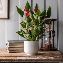 Anthurium 'Million Flowers'