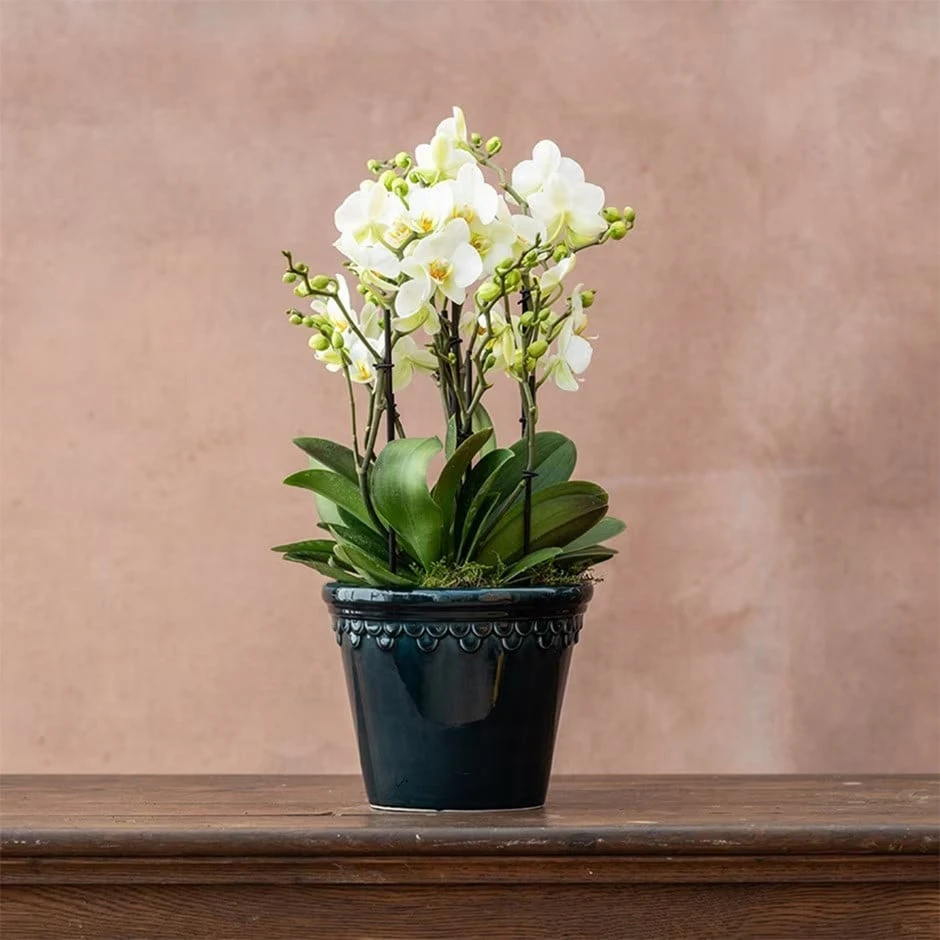 Phalaenopsis 'Bellissimo Bella' Phalaenopsis 'Bellissimo Bella' -Garden Plant Store pl2000041450