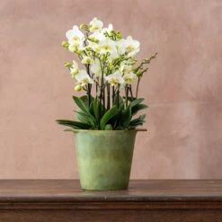 Phalaenopsis 'Bellissimo Bella' 2 Phalaenopsis 'Bellissimo Bella' -Garden Plant Store pl2000041450 card3 lg