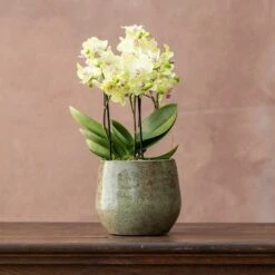 Phalaenopsis 'Boquetto Sensation'