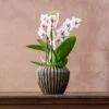 Phalaenopsis 'Boquetto Passione' -Garden Plant Store pl2000041452