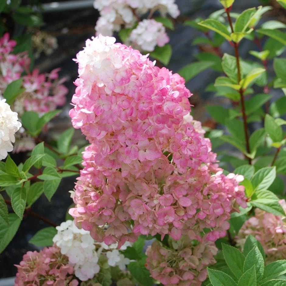 Hydrangea paniculata Sundae Fraise ('Rensun') (PBR) Hydrangea Paniculata Sundae Fraise ('Rensun') (PBR) -Garden Plant Store pl2000041481