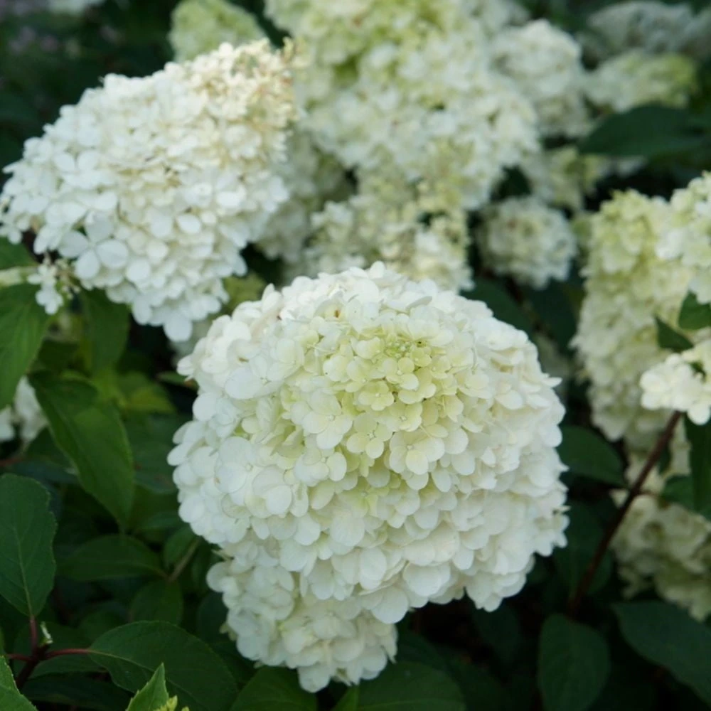 Hydrangea paniculata Sundae Fraise ('Rensun') (PBR) Hydrangea Paniculata Sundae Fraise ('Rensun') (PBR) -Garden Plant Store pl2000041481 card2 lg