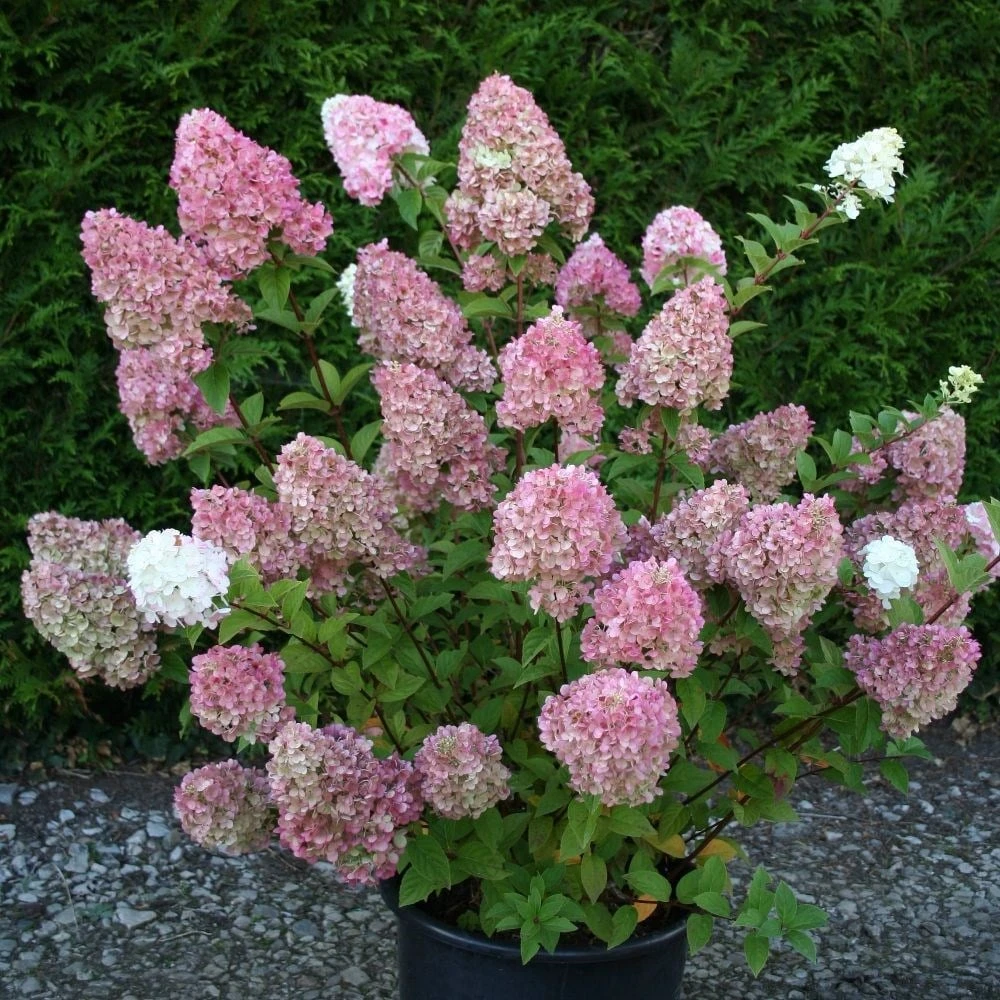 Hydrangea paniculata Sundae Fraise ('Rensun') (PBR) Hydrangea Paniculata Sundae Fraise ('Rensun') (PBR) -Garden Plant Store pl2000041481 card3 lg