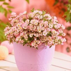 Rosa Cutie Pie ('ROP007') (PBR) -Garden Plant Store pl2000041521 card3 lg