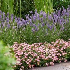 Rosa Cutie Pie ('ROP007') (PBR) -Garden Plant Store pl2000041521 card4 lg