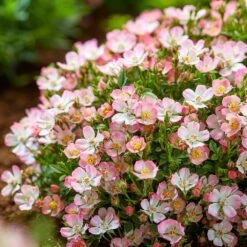 Rosa Cutie Pie ('ROP007') (PBR) -Garden Plant Store pl2000041521 card5 lg