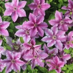 Clematis Ooh La La ('Evipo041') (PBR) (Boulevard Series) -Garden Plant Store pl2000042535 card3 lg