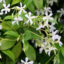Trachelospermum Jasminoides -Garden Plant Store pl2000042580 card4 lg