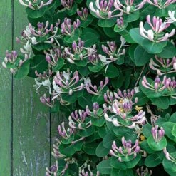 Lonicera Caprifolium -Garden Plant Store pl2000042595 card3 lg