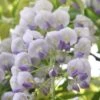 Wisteria × Valderi 'Lavender Lace' 3 Wisteria × Valderi 'Lavender Lace' -Garden Plant Store pl2000042607