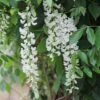 Wisteria Frutescens Subsp. Macrostachya 'Clara Mack' -Garden Plant Store pl2000042610