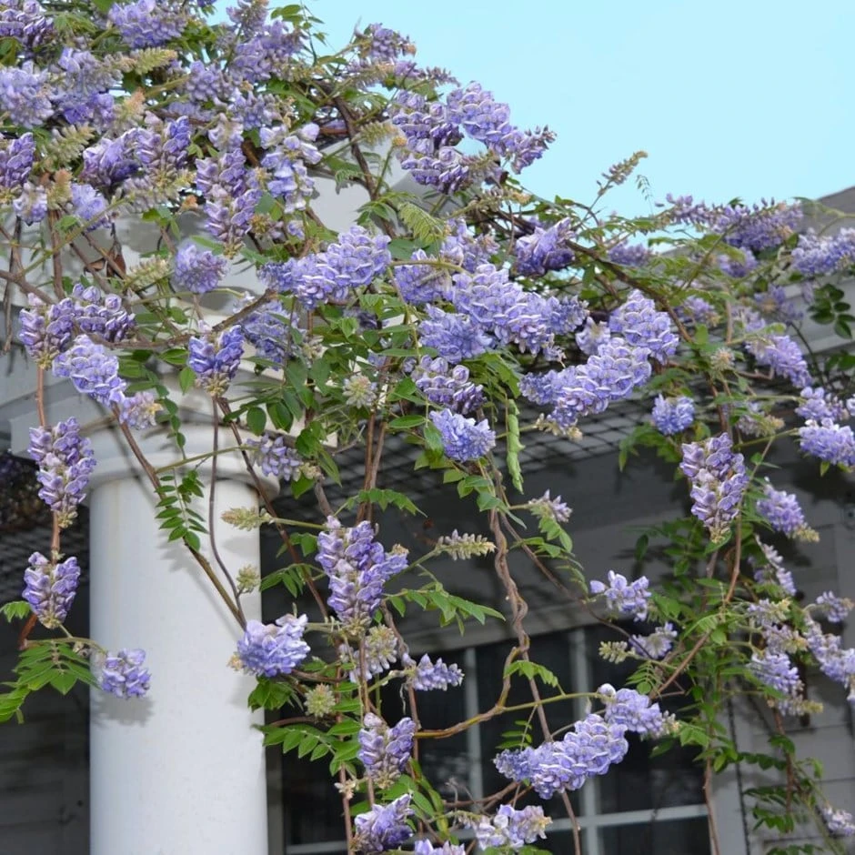 Wisteria frutescens Wisteria Frutescens -Garden Plant Store pl2000042611