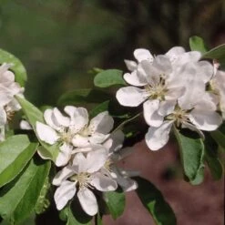 Malus × Atrosanguinea 'Gorgeous' -Garden Plant Store pl2000042636 card3 lg