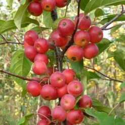 Malus × Atrosanguinea 'Gorgeous' -Garden Plant Store pl2000042636 card4 lg