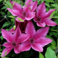 Clematis Darcy ('Evipo106') (PBR) (Tudor Patio Series) -Garden Plant Store pl2000042727 card2 lg