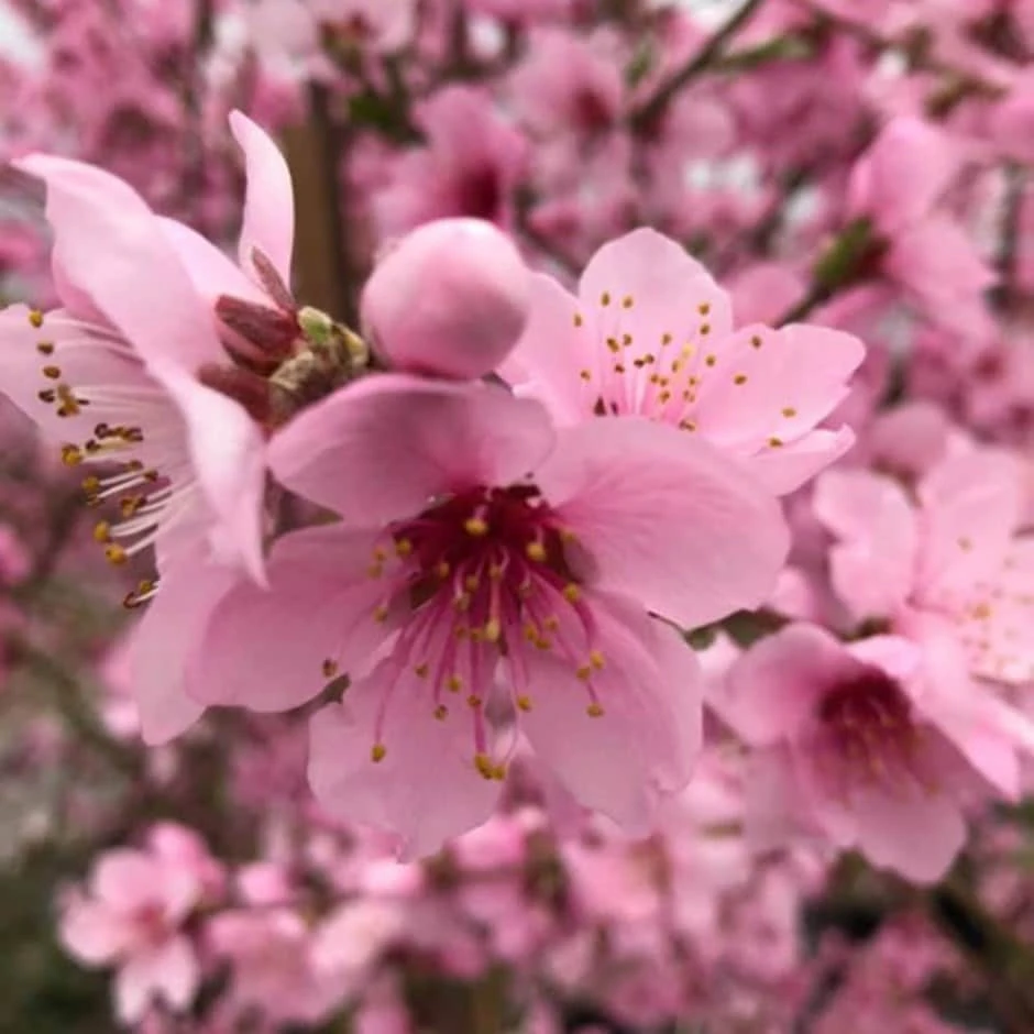 peach 'Saturn' Peach 'Saturn' -Garden Plant Store pl2000042755