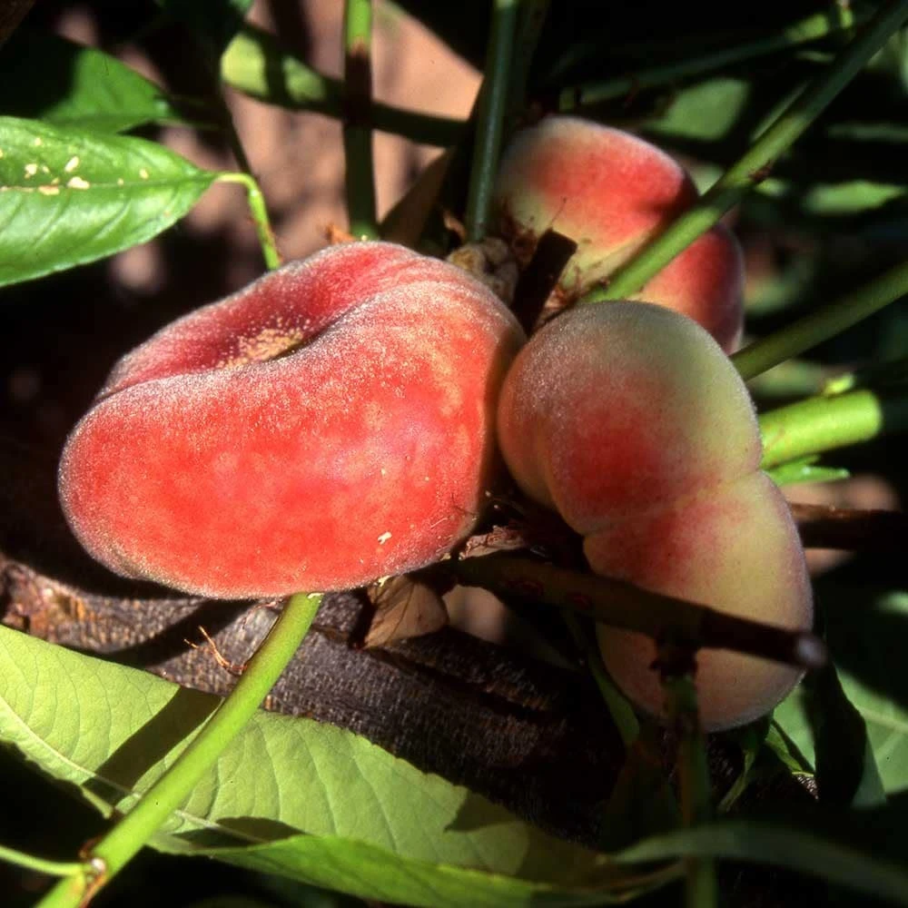 peach 'Saturn' Peach 'Saturn' -Garden Plant Store pl2000042755 card2 lg