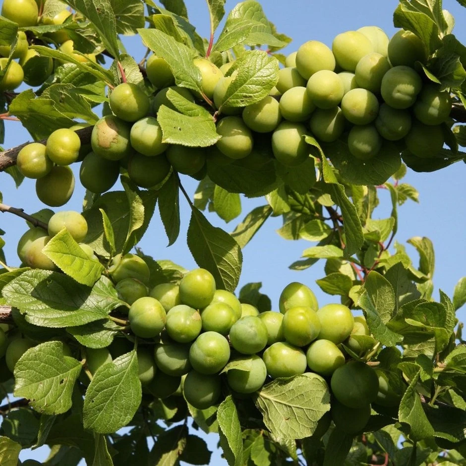 gage 'Stella's Star' (PBR) Gage 'Stella's Star' (PBR) -Garden Plant Store pl2000042761