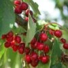 Cherry 'Stella' -Garden Plant Store pl2000042770