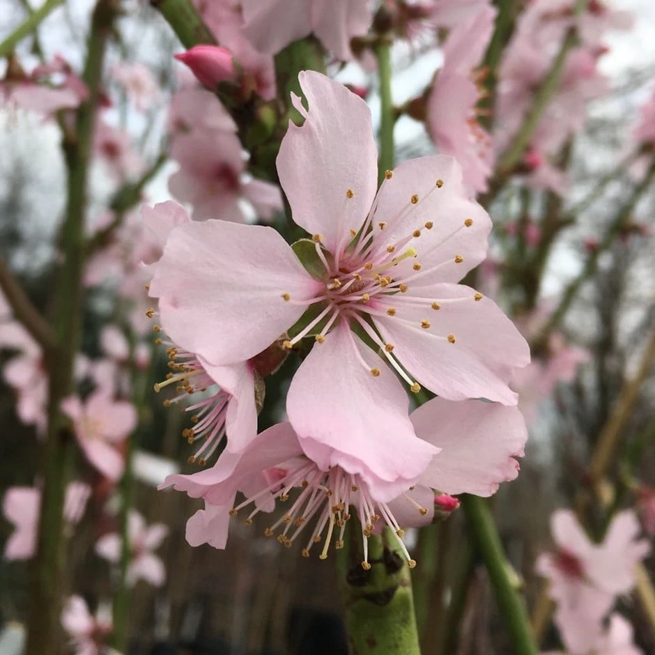 almond 'Robijn' Almond 'Robijn' -Garden Plant Store pl2000042775