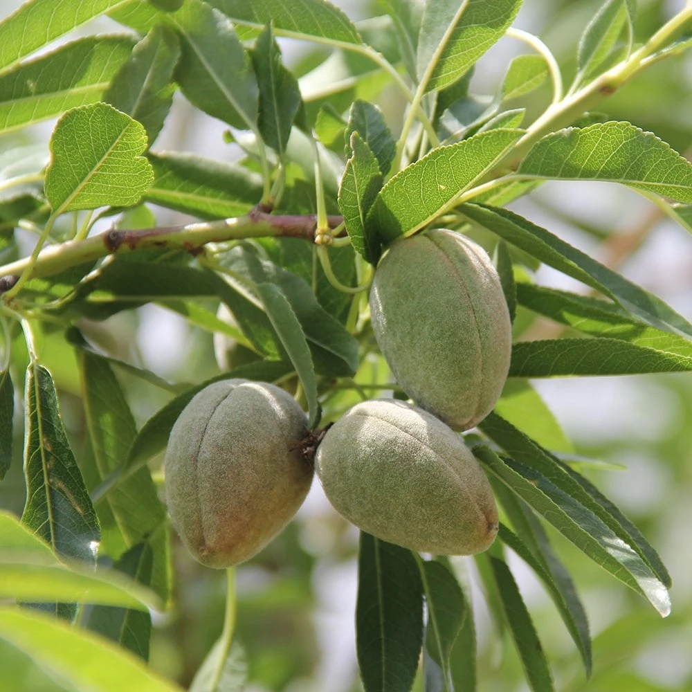 almond 'Robijn' Almond 'Robijn' -Garden Plant Store pl2000042775 card2 lg