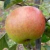 Apple 'Blenheim Orange' -Garden Plant Store pl2000042780