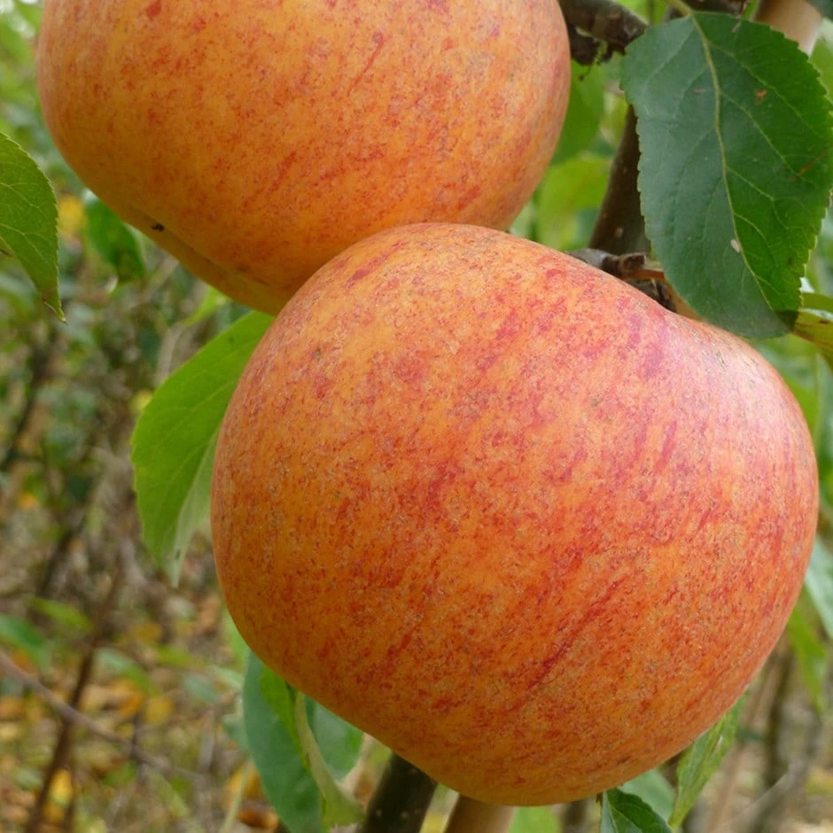 apple 'Charles Ross' Apple 'Charles Ross' -Garden Plant Store pl2000042783