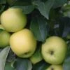Apple 'Greensleeves' (PBR) 3 Apple 'Greensleeves' (PBR) -Garden Plant Store pl2000042798