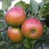 Apple 'Lord Lambourne' -Garden Plant Store pl2000042806
