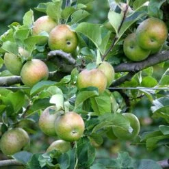Apple 'Lord Lambourne' -Garden Plant Store pl2000042806 card2 lg
