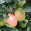 Apple 'Newton Wonder' -Garden Plant Store pl2000042807