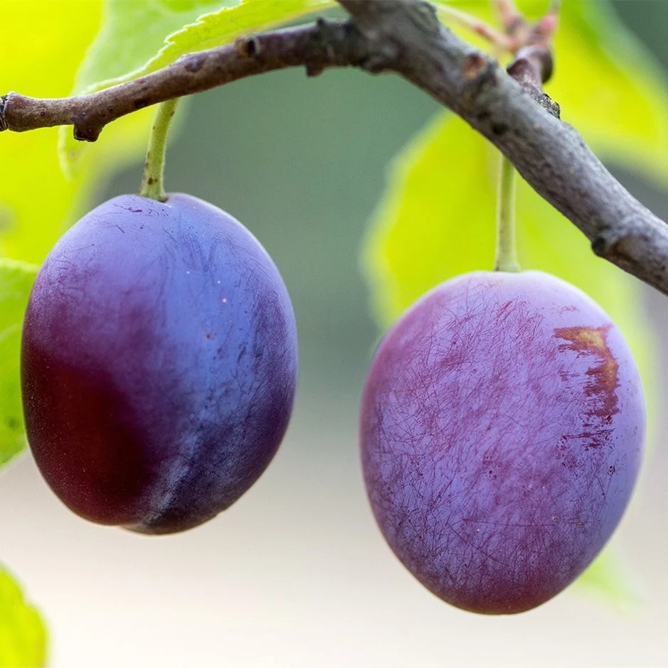 greengage 'Reine-Claude Violette' Greengage 'Reine-Claude Violette' -Garden Plant Store pl2000042861
