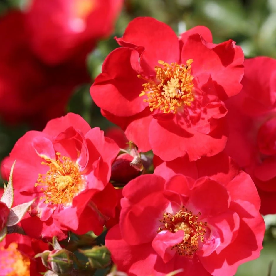 Rosa Flower Carpet Sunset ('Deseoo') (PBR) Rosa Flower Carpet Sunset ('Deseoo') (PBR) -Garden Plant Store pl2000042874