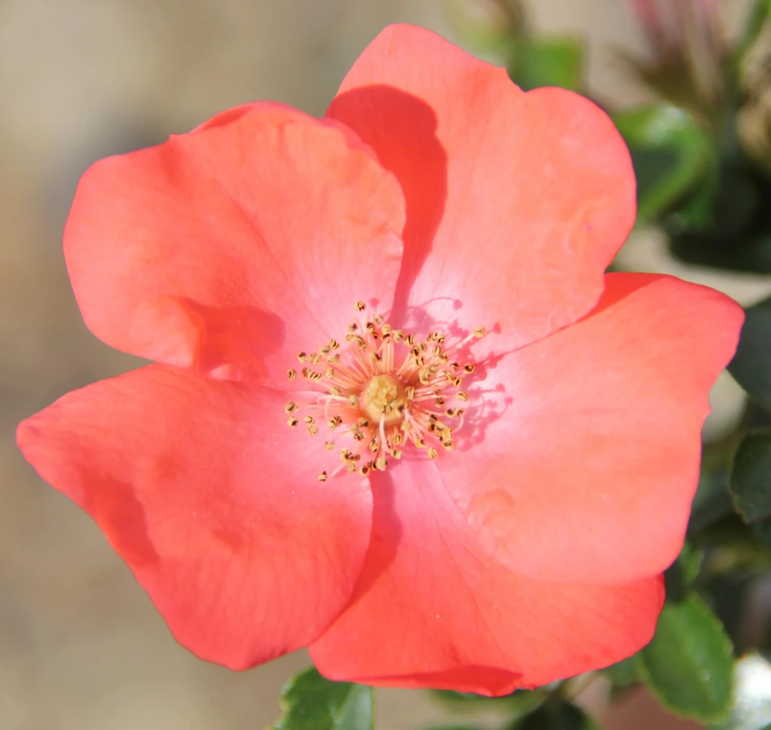 Rosa Flower Carpet Sunset ('Deseoo') (PBR) Rosa Flower Carpet Sunset ('Deseoo') (PBR) -Garden Plant Store pl2000042874 card2 lg scaled