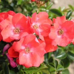 Rosa Flower Carpet Sunset ('Deseoo') (PBR) 2 Rosa Flower Carpet Sunset ('Deseoo') (PBR) -Garden Plant Store pl2000042874 card3 lg