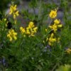 Genista 'Porlock'