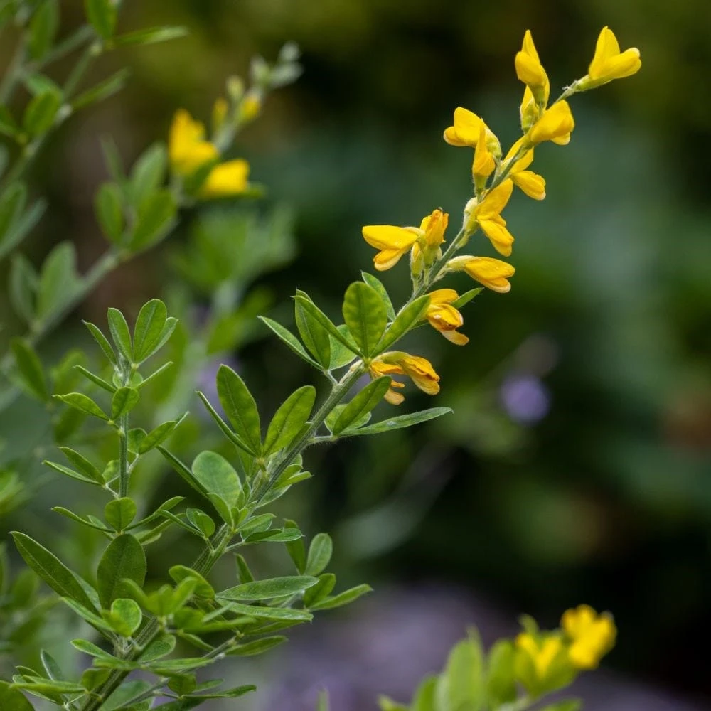 Genista 'Porlock' Genista 'Porlock' -Garden Plant Store pl2000043068 card3 lg