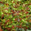 Aronia × Prunifolia 'Brilliant' 2 Aronia × Prunifolia 'Brilliant' -Garden Plant Store pl2000043071